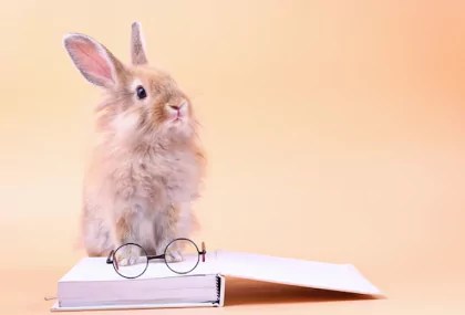 medical grooming in Singapore for rabbits and guinea pigs