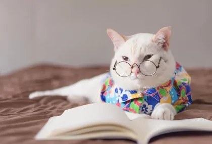 medical grooming in Singapore for cats and dogs