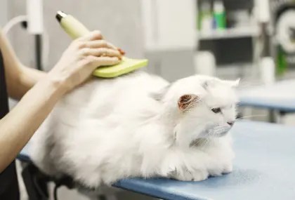 A professional pet groomer brushing the fur of a pet cat at a grooming centre