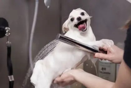 A pet dog showering as part of a professional grooming session