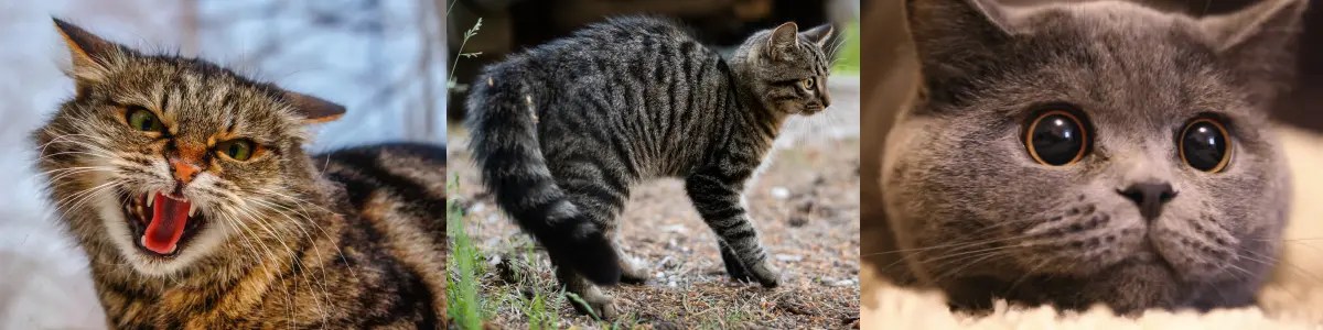 In cats, common indications of fear, anxiety, and stress include: tail tucked in, crouched posture, hissing, dilated pupils, and ears pinned down to the sides.