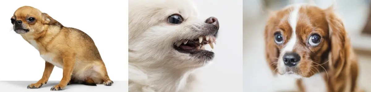 In dogs, typical signs of fear, stress, and anxiety are: a tense face, side eyes (also known as “whale eyes”), lips drawn back, tail tucked in, body lowered, dilated pupils, snarling or growling, and avoidance.