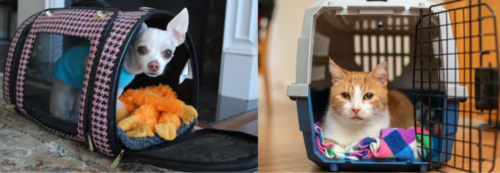 Before the pet grooming session, consider placing your pet's carrier at a location in your home where he or she likes to be. Place comfy bedding, treats, and toys inside the carrier, and remove the top part of the carrier if possible.