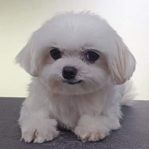 Medical basic grooming for dogs, whether they have skin issues or not, is available at the Medical Grooming Centre in Singapore.