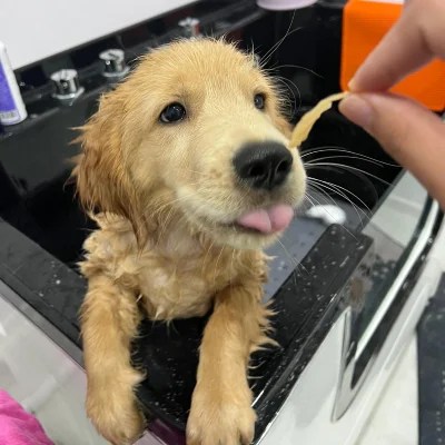 Arlo the golden retriever puppy enjoying the healthy homemade dehydrated treats at the Medical Grooming Centre. Treats are often part of a Fear-Free approach at a pet grooming salon or veterinary clinic.
