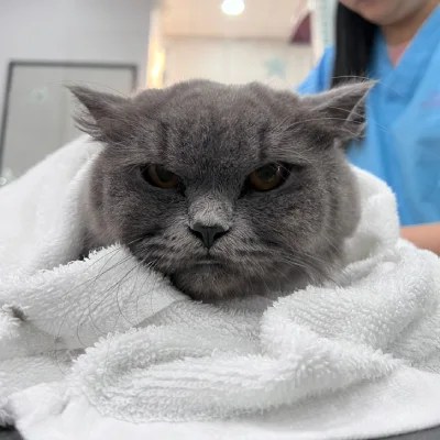 British Shorthair cat during a grooming session at the Medical Grooming Centre in Singapore