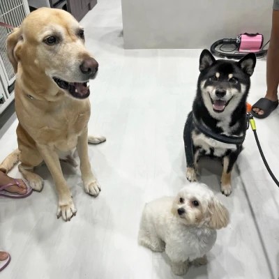 Pet grooming the Fear-Free way, for dogs, cats, rabbits, guinea pigs, and more, in Singapore