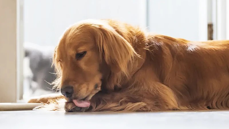 Noticed painful pimples, abscesses, or boils on your dog's skin, especially between the toes? It may be a skin disease known as furunculosis. Learn about the symptoms, causes, and treatment for your pup.