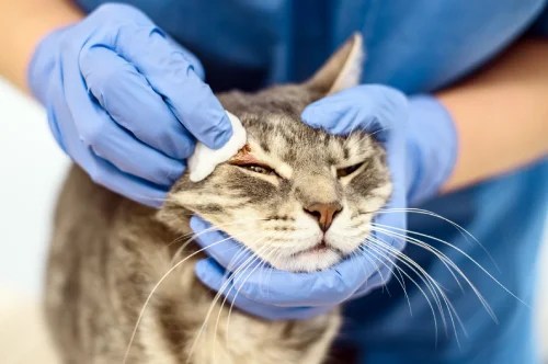 Cat with skin issues at veterinary clinic
